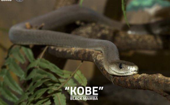 L’hommage du zoo d’Atlanta à Kobe Bryant
